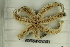  ( - ZMBN_106357)  @11 [ ] CreativeCommons - Attribution Non-Commercial Share-Alike (2016) University of Bergen Natural History Collections