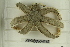  ( - ZMBN_106357)  @11 [ ] CreativeCommons - Attribution Non-Commercial Share-Alike (2016) University of Bergen Natural History Collections