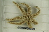  ( - ZMBN_106358)  @11 [ ] CreativeCommons - Attribution Non-Commercial Share-Alike (2016) University of Bergen Natural History Collections