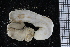  ( - ZMBN_106365)  @11 [ ] CreativeCommons - Attribution Non-Commercial Share-Alike (2016) University of Bergen Natural History Collections