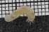  ( - ZMBN_106409)  @11 [ ] CreativeCommons - Attribution Non-Commercial Share-Alike (2018) University of Bergen Natural History Collections