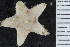  ( - ZMBN_107472)  @11 [ ] CreativeCommons - Attribution Non-Commercial Share-Alike (2018) University of Bergen Natural History Collections