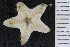  ( - ZMBN_107472)  @11 [ ] CreativeCommons - Attribution Non-Commercial Share-Alike (2018) University of Bergen Natural History Collections
