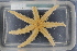  ( - ZMBN_116541)  @11 [ ] CreativeCommons - Attribution Non-Commercial Share-Alike (2017) University of Bergen Natural History Collections