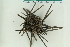  ( - ZMBN_116589)  @11 [ ] CreativeCommons - Attribution Non-Commercial Share-Alike (2017) University of Bergen Natural History Collections