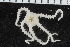  ( - ZMBN_116602)  @11 [ ] CreativeCommons - Attribution Non-Commercial Share-Alike (2017) University of Bergen Natural History Collections