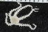  ( - ZMBN_116602)  @11 [ ] CreativeCommons - Attribution Non-Commercial Share-Alike (2017) University of Bergen Natural History Collections