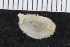  ( - ZMBN_116606)  @11 [ ] CreativeCommons - Attribution Non-Commercial Share-Alike (2017) University of Bergen Natural History Collections