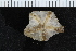  ( - ZMBN_116609)  @11 [ ] CreativeCommons - Attribution Non-Commercial Share-Alike (2017) University of Bergen Natural History Collections