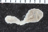  ( - ZMBN_116611)  @11 [ ] CreativeCommons - Attribution Non-Commercial Share-Alike (2017) University of Bergen Natural History Collections