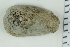  ( - ZMBN_116616)  @11 [ ] CreativeCommons - Attribution Non-Commercial Share-Alike (2017) University of Bergen Natural History Collections