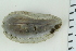  ( - ZMBN_116616)  @11 [ ] CreativeCommons - Attribution Non-Commercial Share-Alike (2017) University of Bergen Natural History Collections