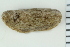  ( - ZMBN_116618)  @11 [ ] CreativeCommons - Attribution Non-Commercial Share-Alike (2017) University of Bergen Natural History Collections