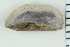  ( - ZMBN_116618)  @11 [ ] CreativeCommons - Attribution Non-Commercial Share-Alike (2017) University of Bergen Natural History Collections