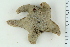  ( - ZMBN_116619)  @11 [ ] CreativeCommons - Attribution Non-Commercial Share-Alike (2017) University of Bergen Natural History Collections