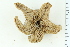  ( - ZMBN_116619)  @11 [ ] CreativeCommons - Attribution Non-Commercial Share-Alike (2017) University of Bergen Natural History Collections