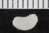  (Echinocucumis - ZMBN_116637)  @11 [ ] CreativeCommons - Attribution Non-Commercial Share-Alike (2017) University of Bergen Natural History Collections