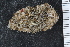  ( - ZMBN_116659)  @11 [ ] CreativeCommons - Attribution Non-Commercial Share-Alike (2017) University of Bergen Natural History Collections