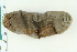  ( - ZMBN_116661)  @11 [ ] CreativeCommons - Attribution Non-Commercial Share-Alike (2017) University of Bergen Natural History Collections