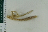  (Brisinga - ZMBN_116662)  @11 [ ] CreativeCommons - Attribution Non-Commercial Share-Alike (2017) University of Bergen Natural History Collections
