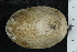  ( - ZMBN_116667)  @11 [ ] CreativeCommons - Attribution Non-Commercial Share-Alike (2017) University of Bergen Natural History Collections