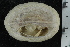  ( - ZMBN_116667)  @11 [ ] CreativeCommons - Attribution Non-Commercial Share-Alike (2017) University of Bergen Natural History Collections