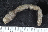 (Leptosynapta inhaerens - ZMBN_120528)  @11 [ ] CreativeCommons - Attribution Non-Commercial Share-Alike (2018) University of Bergen Natural History Collections