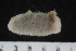  ( - ZMBN_120529)  @11 [ ] CreativeCommons - Attribution Non-Commercial Share-Alike (2018) University of Bergen Natural History Collections