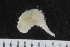  ( - ZMBN_120538)  @11 [ ] CreativeCommons - Attribution Non-Commercial Share-Alike (2018) University of Bergen Natural History Collections
