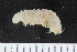  ( - ZMBN_120540)  @11 [ ] CreativeCommons - Attribution Non-Commercial Share-Alike (2018) University of Bergen Natural History Collections