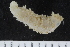  ( - ZMBN_120540)  @11 [ ] CreativeCommons - Attribution Non-Commercial Share-Alike (2018) University of Bergen Natural History Collections