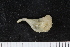  ( - ZMBN_120547)  @11 [ ] CreativeCommons - Attribution Non-Commercial Share-Alike (2018) University of Bergen Natural History Collections