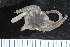  ( - ZMBN_120550)  @11 [ ] CreativeCommons - Attribution Non-Commercial Share-Alike (2018) University of Bergen Natural History Collections