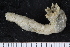  ( - ZMBN_120556)  @11 [ ] CreativeCommons - Attribution Non-Commercial Share-Alike (2018) University of Bergen Natural History Collections