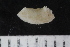  ( - ZMBN_120558)  @11 [ ] CreativeCommons - Attribution Non-Commercial Share-Alike (2018) University of Bergen Natural History Collections
