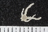  ( - ZMBN_120568)  @11 [ ] CreativeCommons - Attribution Non-Commercial Share-Alike (2018) University of Bergen Natural History Collections