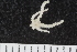  ( - ZMBN_120568)  @11 [ ] CreativeCommons - Attribution Non-Commercial Share-Alike (2018) University of Bergen Natural History Collections