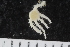  ( - ZMBN_120569)  @11 [ ] CreativeCommons - Attribution Non-Commercial Share-Alike (2018) University of Bergen Natural History Collections