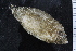  ( - ZMBN_120573)  @11 [ ] CreativeCommons - Attribution Non-Commercial Share-Alike (2018) University of Bergen Natural History Collections
