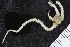  ( - ZMBN_120574)  @11 [ ] CreativeCommons - Attribution Non-Commercial Share-Alike (2018) University of Bergen Natural History Collections
