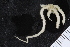  (Amphiura otteri - ZMBN_120574)  @11 [ ] CreativeCommons - Attribution Non-Commercial Share-Alike (2018) University of Bergen Natural History Collections