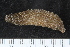 (Thyone gadeana - ZMBN_120578)  @11 [ ] CreativeCommons - Attribution Non-Commercial Share-Alike (2018) University of Bergen Natural History Collections