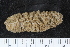  ( - ZMBN_120579)  @11 [ ] CreativeCommons - Attribution Non-Commercial Share-Alike (2018) University of Bergen Natural History Collections