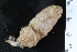  ( - ZMBN_120589)  @11 [ ] CreativeCommons - Attribution Non-Commercial Share-Alike (2018) University of Bergen Natural History Collections