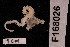  (Amphiura duncani - TOH_679)  @11 [ ] Copyright (2010) Unspecified Museum Victoria