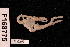 (Ophiopteron elegans - TOH_825)  @13 [ ] Copyright (2010) Unspecified Museum Victoria
