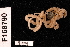 (Ophiocentrus aspera - TOH_842)  @13 [ ] Copyright (2010) Unspecified Museum Victoria