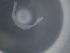  ( - 1341-A05)  @12 [ ] CreativeCommons - Attribution Non-Commercial Share-Alike (2011) David Porco ECODIV lab, Universite de Rouen