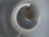  ( - 11973-D07)  @12 [ ] CreativeCommons - Attribution Non-Commercial Share-Alike (2011) David Porco ECODIV lab, Universite de Rouen