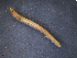 ( - 11983-G07)  @12 [ ] CreativeCommons - Attribution Non-Commercial Share-Alike (2011) David Porco ECODIV lab, Universite de Rouen